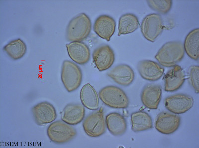 ISEM 1/Isoetes_velata_82195/Isoetes_velata_82195_0001(copy)_thumb.jpg